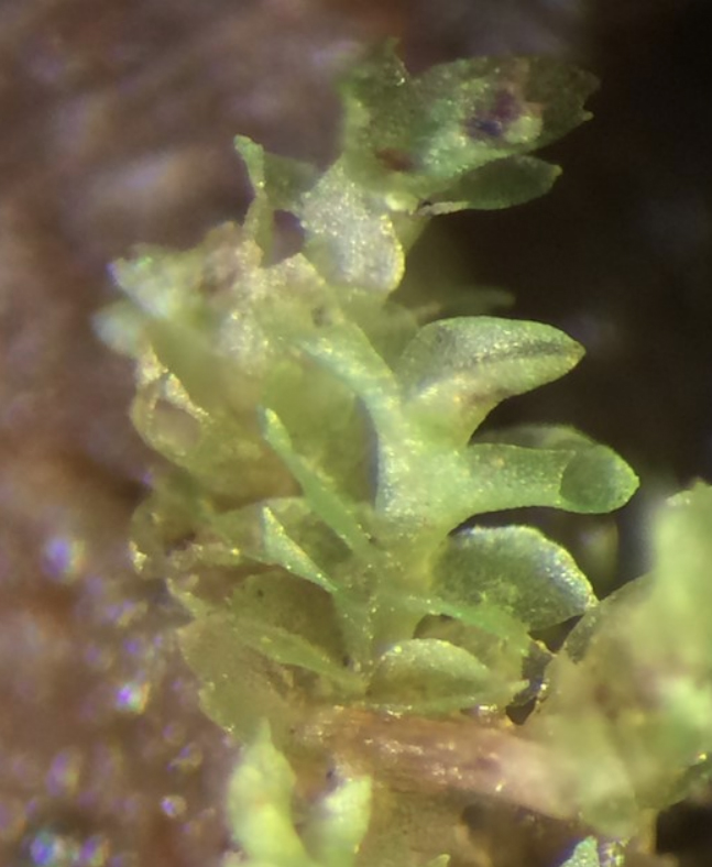 Scapania apiculata